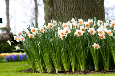 Flower bed in the garden