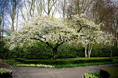 Cherry tree Cherry tree
