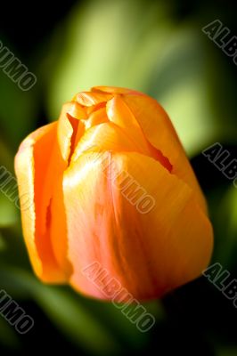 Apricot Impression Tulip