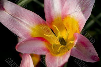 Kaufmanniana tulip Heart`s Delight Kaufmanniana tulip Heart`s Delight