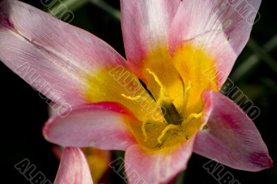 Kaufmanniana tulip Heart`s Delight