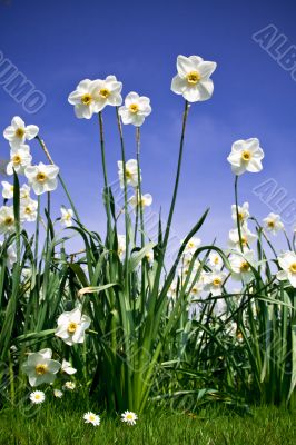 Bush of Narcissus