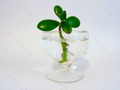 green leaves plant in a glass of pure water
