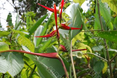 Red flowers and green leaves