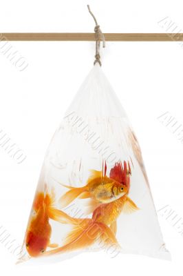 Goldfishes in the plastic bag