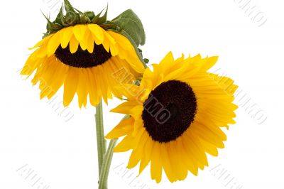 Sunflower against white background