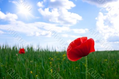 Red poppies