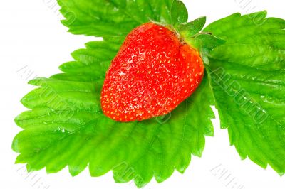 strawberry