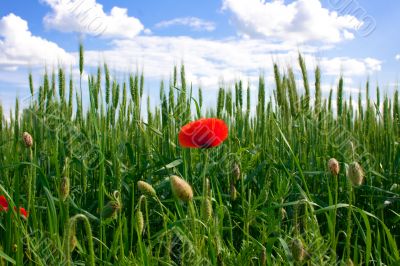 Red poppies