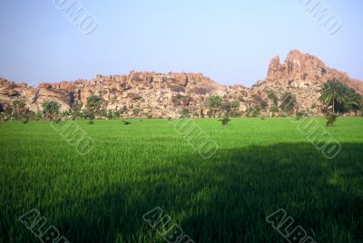 Rice Fields,India
