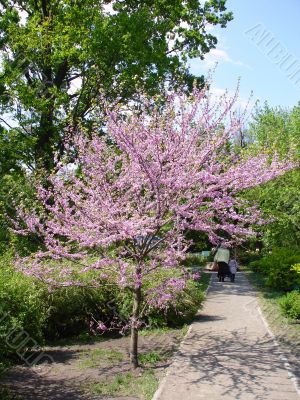 Pink tree
