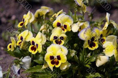 Yellow pansy