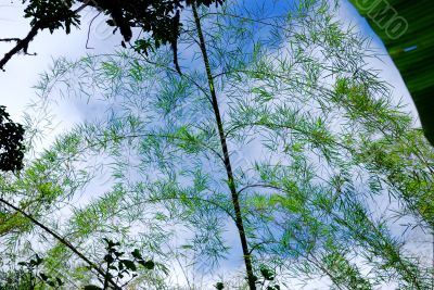 Young sprout of a bamboo