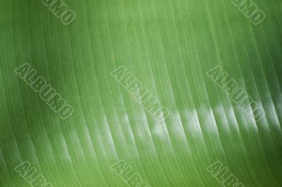 Green leaf texture