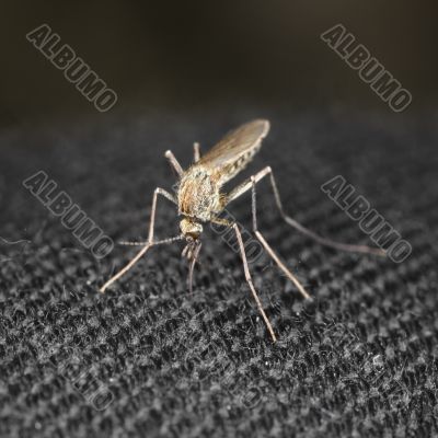 Closeup mosquito bite through a cloth