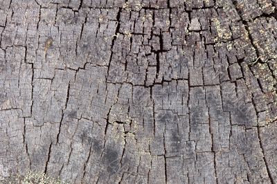 Rotten end face of a pine log background