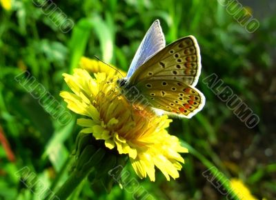 elegant and particolored butterfly