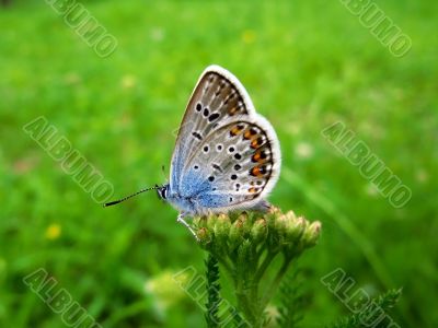 elegant and particolored butterfly on the flower