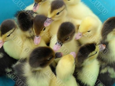 Ducklings in a basin