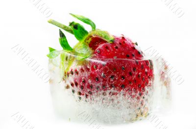One strawberry ripe in the ice.