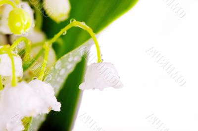 Lily-of-the-valley on the white background with place for text