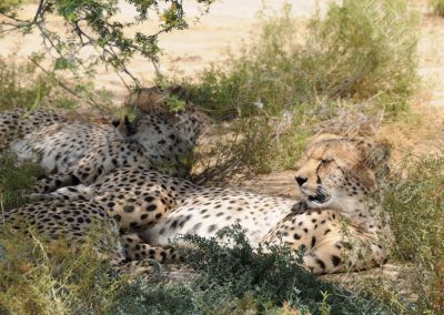 Cheetah Cheetah
