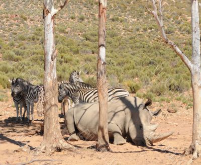Rhinoceros and zebras Rhinoceros and zebras