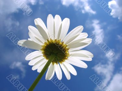 white daisy