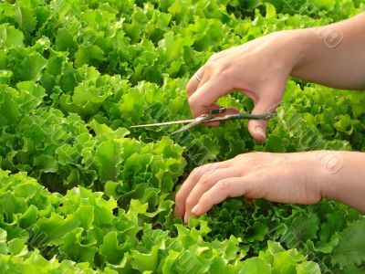 cropping lettuce