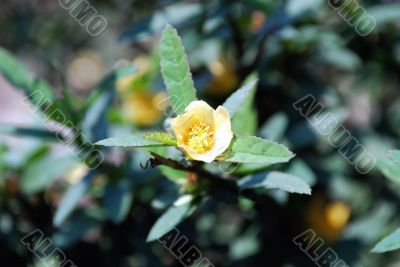 Yellow flower and green leaves