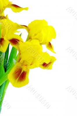 Yellow iris flower isolated on a white background