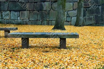 Bench in garden