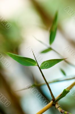 Detail of bamboo foliage