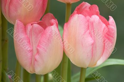 Pink tulips