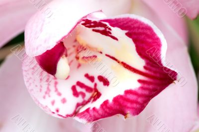 Pink orchid