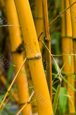 Bamboo Bamboo