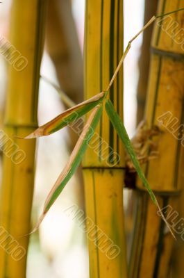 Bamboo