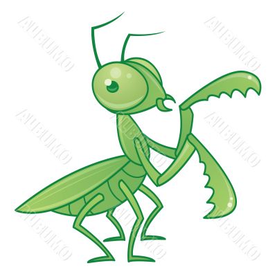 Praying Mantis Praying Mantis