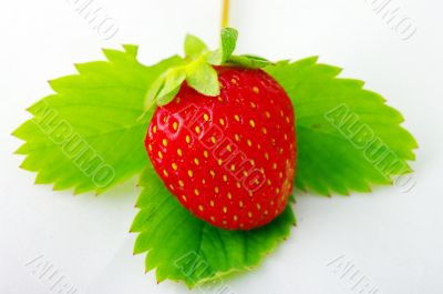 Strawberrie with leaves on white background
