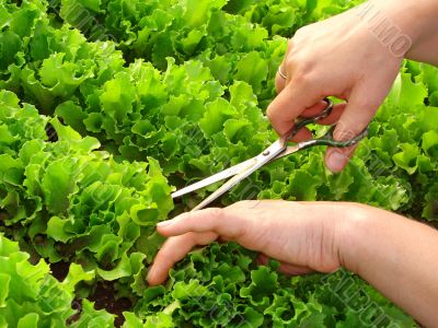 cropping lettuce