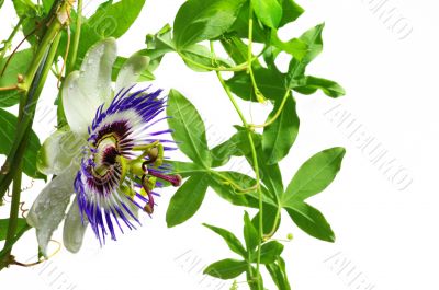 Purple Passionflower