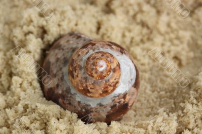 sea shell in sand