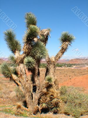 Yucca Plant