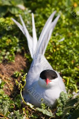 Arctic Tern