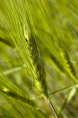 Wheat field on spring