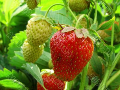 strawberries