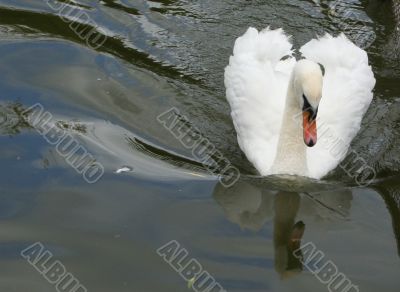 Swan and its reflexion in water