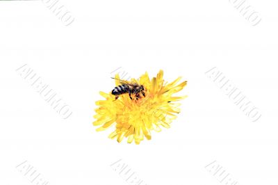 dandelion with bee