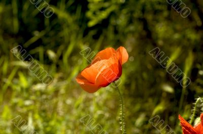 red poppy