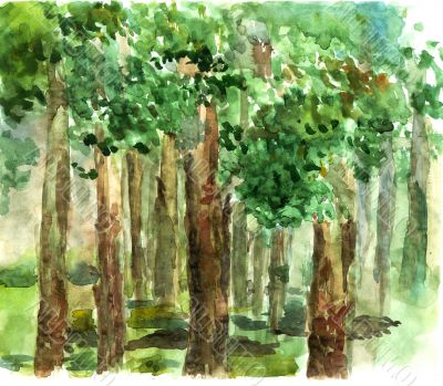 shady grove watercolor